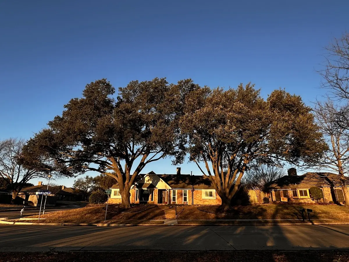 Established residential canopy tree shading a home in Kauneonga Lake